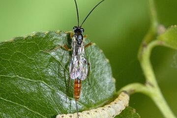 Ichneumonide parasitoïde de chenille