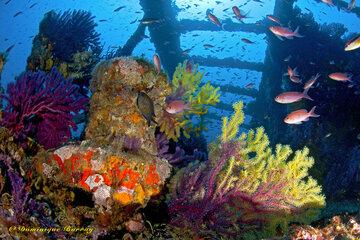 Photo d'une épave sous-marine "Le Grec" avec sa biodiversité