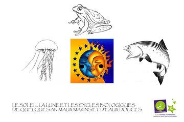 Soleil et Lune : influences sur les animaux marins