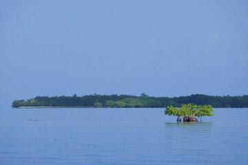 Mangroves - Guadeloupe