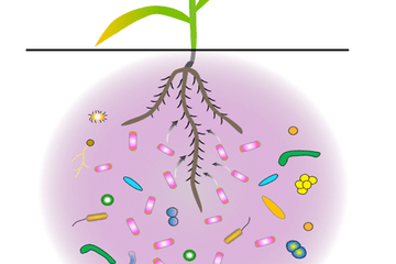 Rhizophère