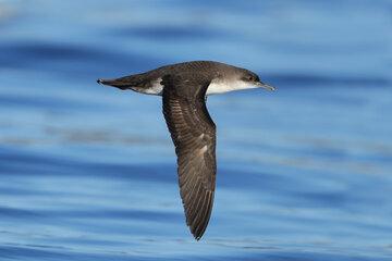 Le Puffin yelkouan, une espèce pélagique