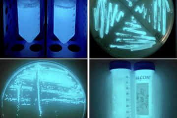 Organismes bioluminescents