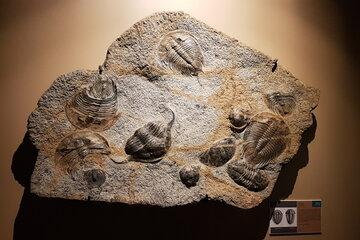 Trilobite-muséum de grenoble. jpg