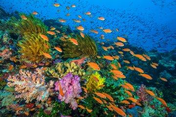 Film Océans, notre planète bleue