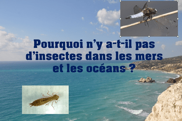 Pourquoi n’y a-t-il pas d’insectes dans les mers et les océans ?