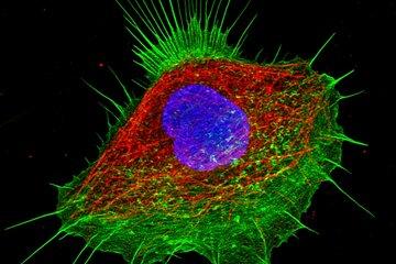 cellule marquée avec de la fluorescence : noyau (en bleu) et squelette (vert et rouge)