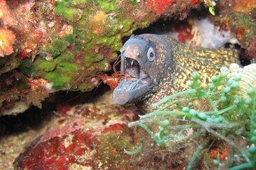 Les curiosités des fonds marins 