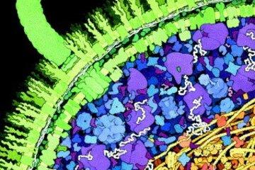 Représentation de nombres, formes et densités de macromolécules dans une bactérie. 