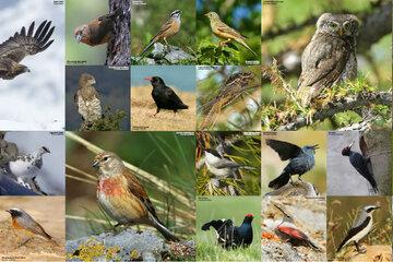 photos d'oiseaux du sud