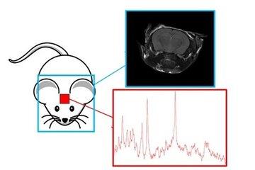 La figure présente les deux technique issues de la RMN : l’IRM (Imagerie par résonance magnétique) et la SRM (spectroscopie par résonance magnétique).  En haut : image de la tête de la souris. En bas : spectre de métabolites cérébraux obtenu dans une zone particulière du cerveau (le striatum).