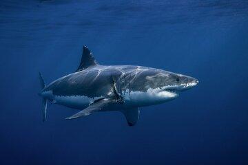 requin