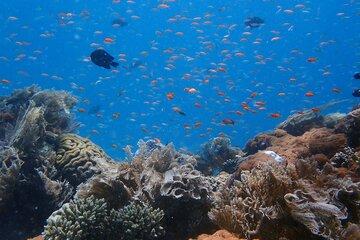 Vue sous-marine du récif corallien des Comores