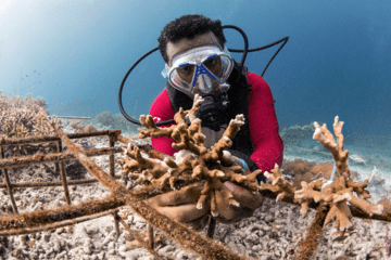 Jardinier de corail en pleine transplantation corallienne, Raja Ampat, Indonesie