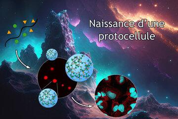 Schéma simplifié de la transformation d'éléments simples venus de l'espace en protocellule. Des photos expérimentales sous microscope à fluorescence montrent des condensats et cellules.