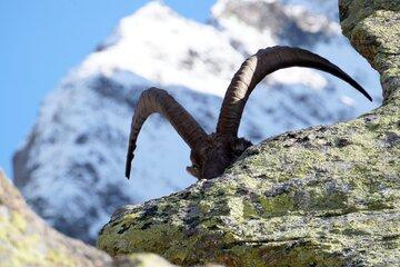 50 ans Réserve naturelle des Aiguilles Rouges