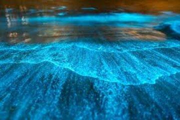 Les plactons bioluminescents