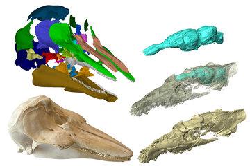 exploration cranienne 3D d'un cétacé actuel, le marsouin, et d'un fossile vieux de 48 millions d'années