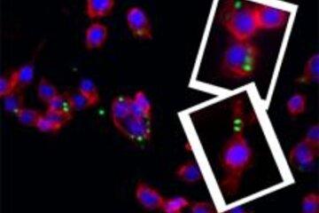 Biologie - Micro-phago, nos défenses immunitaires en photo 