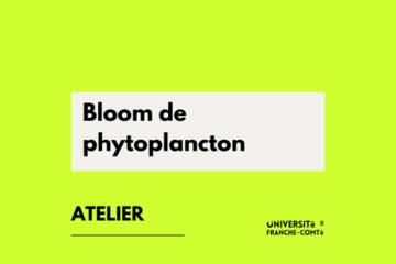 Bloom de phytoplancton