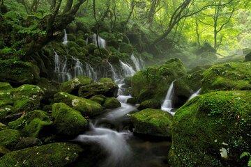 Rivière dans une forêt