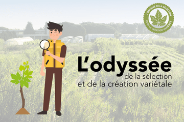 L'Odyssée de la sélection et création de la vigne 