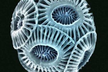 coccolithophores