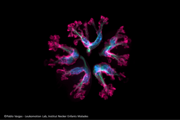 Réseau neuronal observé en microscopie à fluorescence