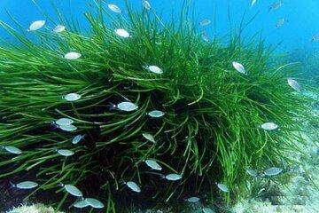 Fond marin: herbier de posidonie avec de petits poissons blancs devant