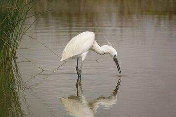 oiseau-eau-fete-science-2024-aubusson