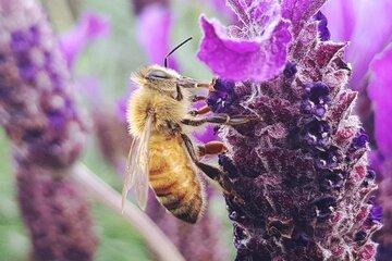 abeille-lavance-fete-science-2024-aubusson