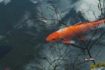 poissons-creuse-diversité