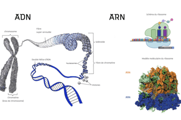 L'ADN et l'ARN donnent corps à des molécules de structure différentes qui remplissent des fonctions complémentaires dans les cellules vivantes