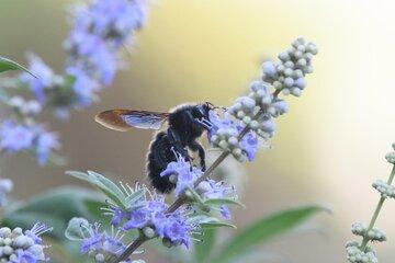 Une abeille charpentière butinant un Gattilier