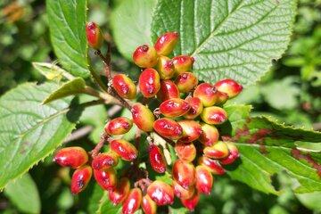 Fruits sauvages