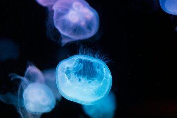 méduses bioluminescentes