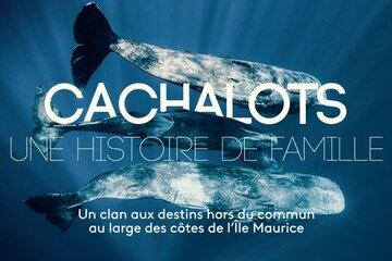 Cachalots, une histoire de famille