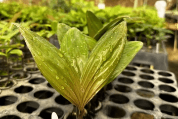 Plantes et bactéries face au changement climatique : l’union fait la force !