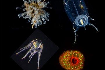 Collage d'organismes marins observées au microscopes