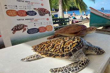 Réseau Tortues Marines Martinique