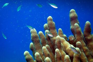 Corail Dendrogyra cylindrus dans le grand bleu